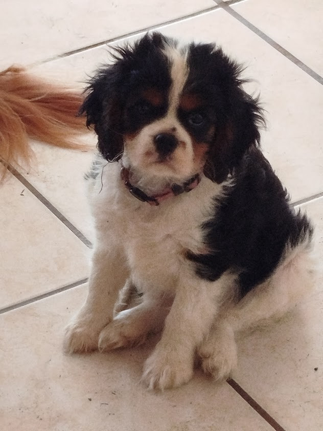 Du Domaine Des Devets - Chiots disponibles - Cavalier King Charles Spaniel