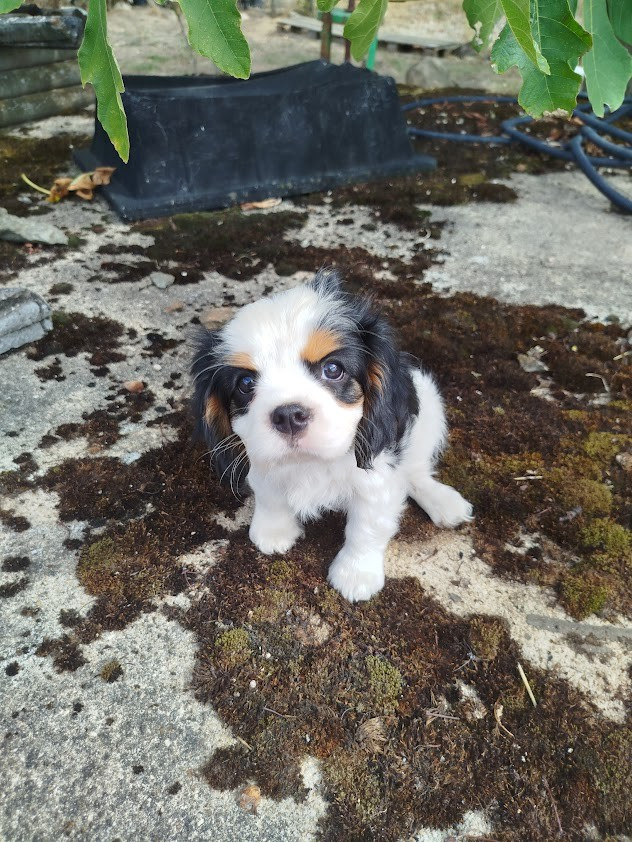 Du Domaine Des Devets - Chiots disponibles - Cavalier King Charles Spaniel