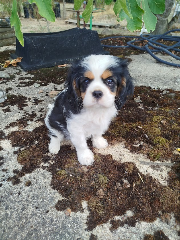 Du Domaine Des Devets - Chiots disponibles - Cavalier King Charles Spaniel