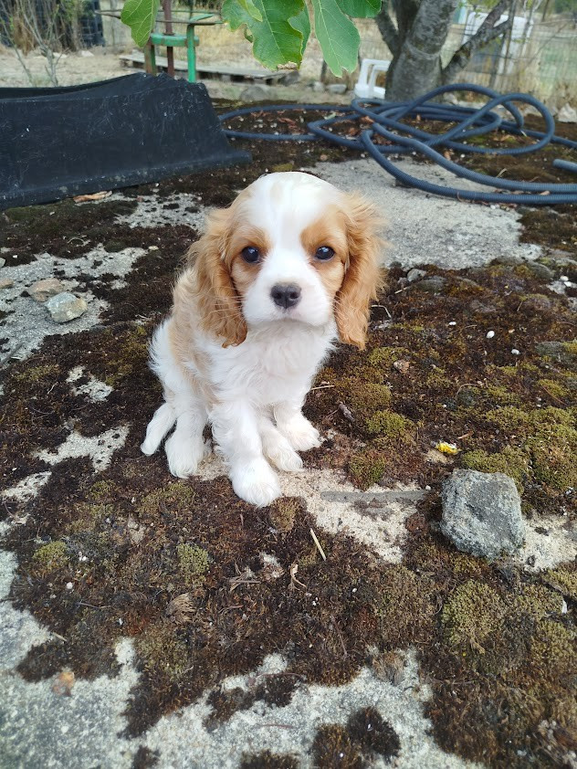 Du Domaine Des Devets - Chiots disponibles - Cavalier King Charles Spaniel