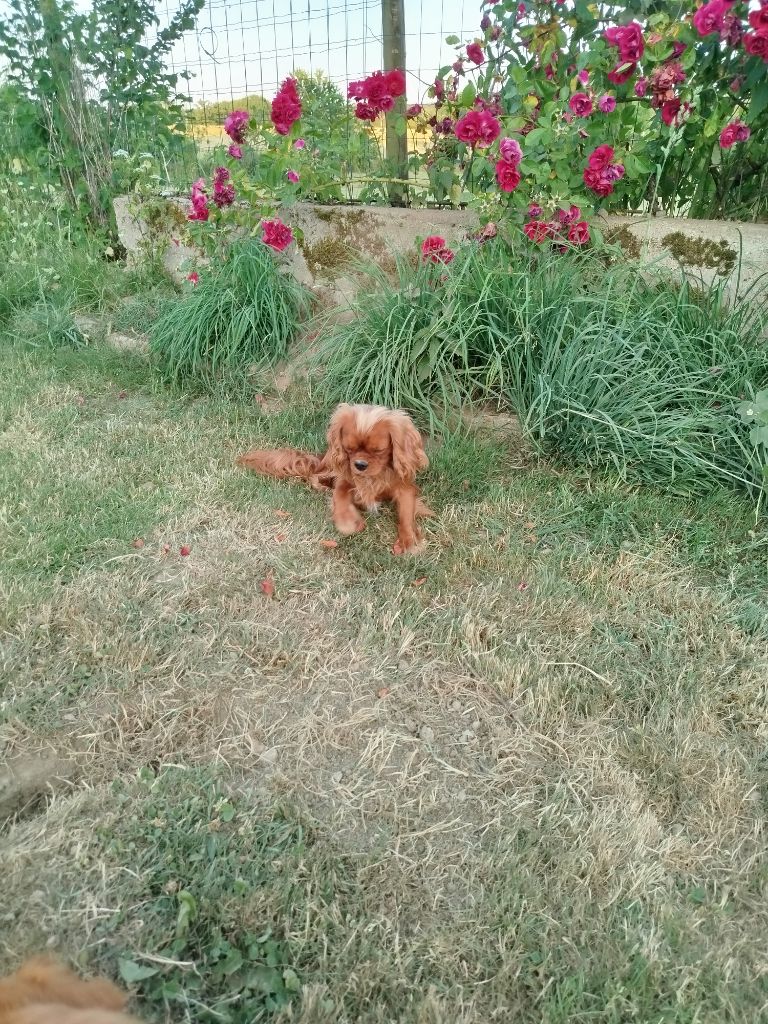 Du Domaine Des Devets - Chiots disponibles - Cavalier King Charles Spaniel