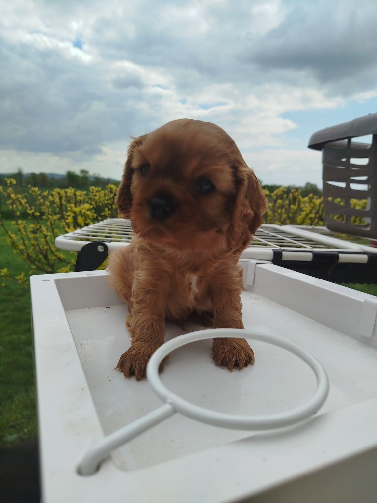 Du Domaine Des Devets - Chiots disponibles - Cavalier King Charles Spaniel