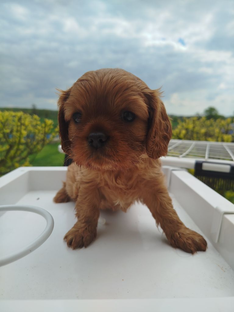 Du Domaine Des Devets - Chiots disponibles - Cavalier King Charles Spaniel