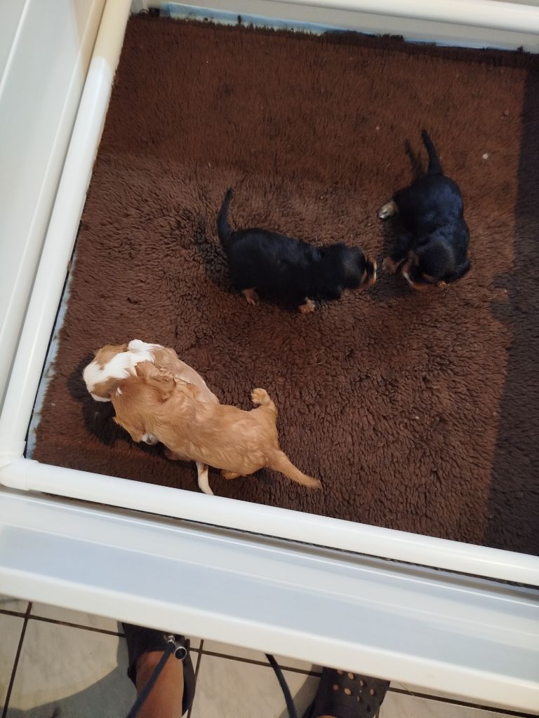 Chiot Cavalier King Charles Spaniel Du Domaine Des Devets