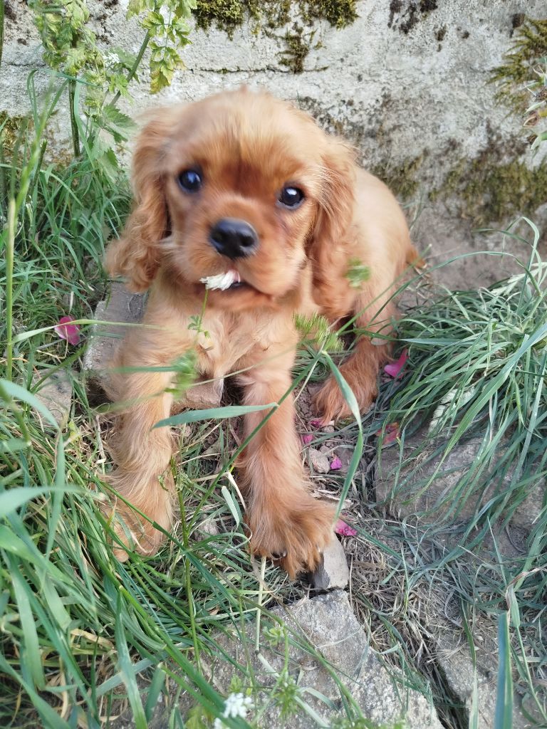 Du Domaine Des Devets - Chiots disponibles - Cavalier King Charles Spaniel