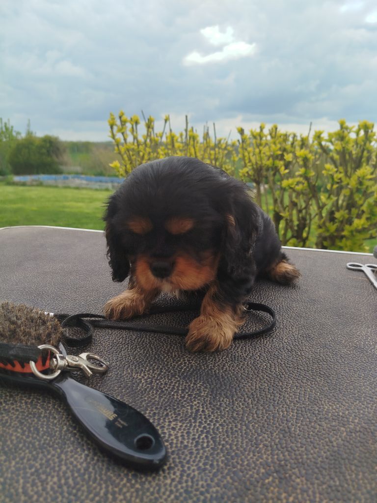 Du Domaine Des Devets - Chiots disponibles - Cavalier King Charles Spaniel