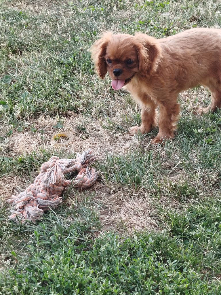 Du Domaine Des Devets - Chiots disponibles - Cavalier King Charles Spaniel