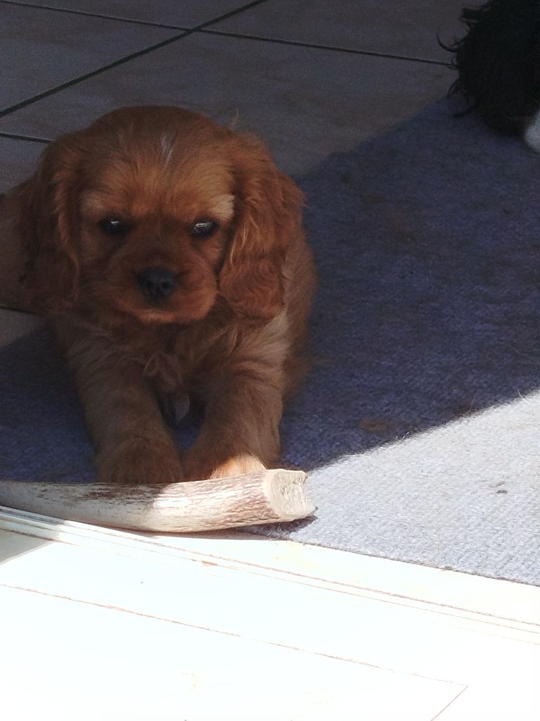Du Domaine Des Devets - Chiots disponibles - Cavalier King Charles Spaniel