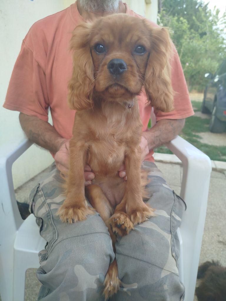 Du Domaine Des Devets - Chiots disponibles - Cavalier King Charles Spaniel