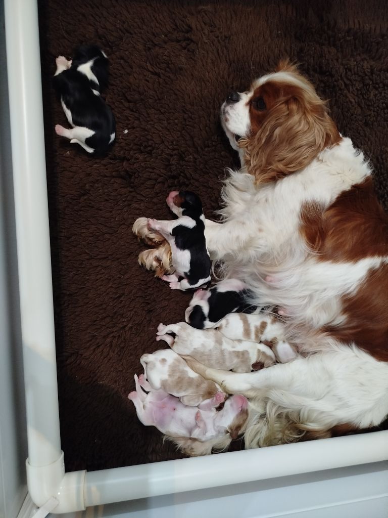 Chiot Cavalier King Charles Spaniel Du Domaine Des Devets