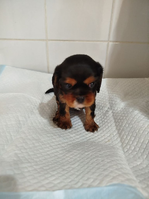CHIOT 3