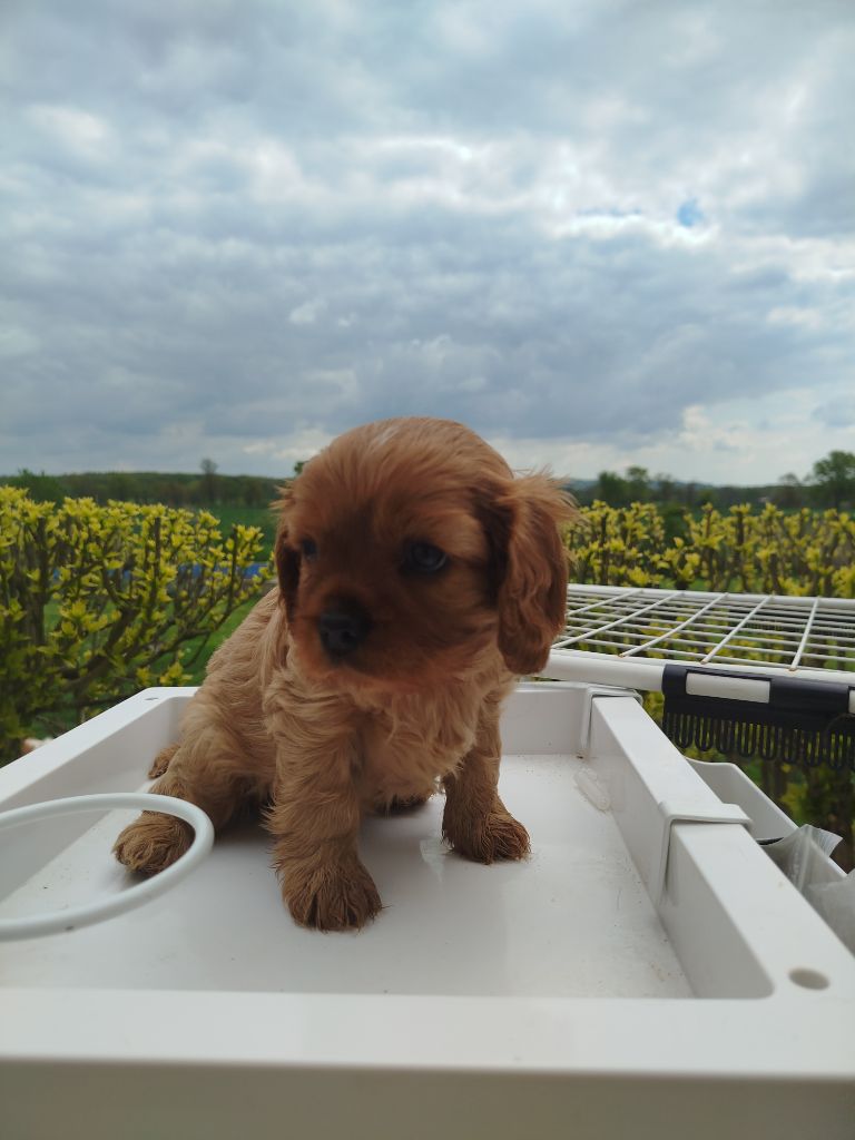 Du Domaine Des Devets - Chiots disponibles - Cavalier King Charles Spaniel