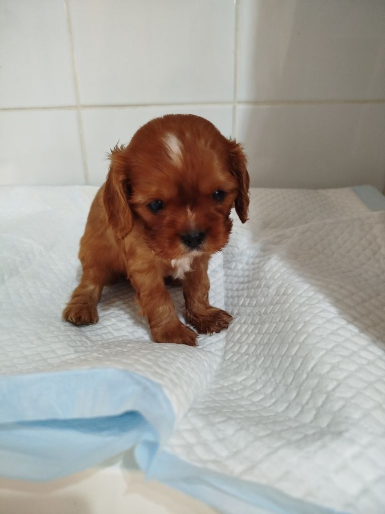 Du Domaine Des Devets - Chiots disponibles - Cavalier King Charles Spaniel