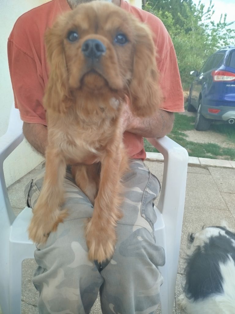 Du Domaine Des Devets - Chiots disponibles - Cavalier King Charles Spaniel