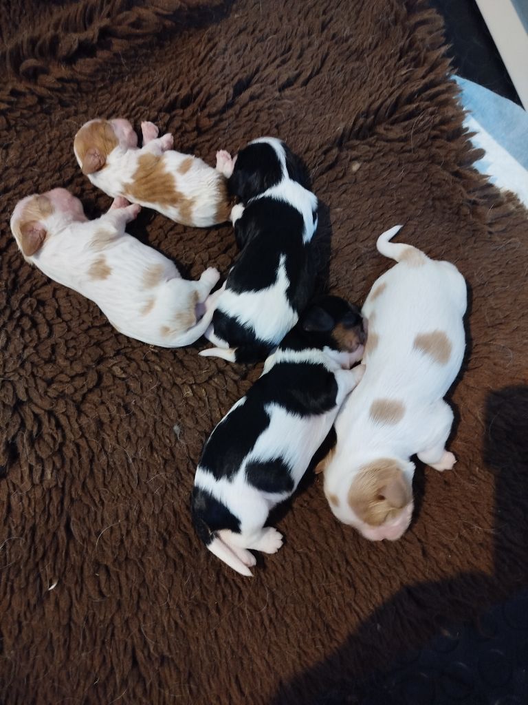 Chiot Cavalier King Charles Spaniel Du Domaine Des Devets