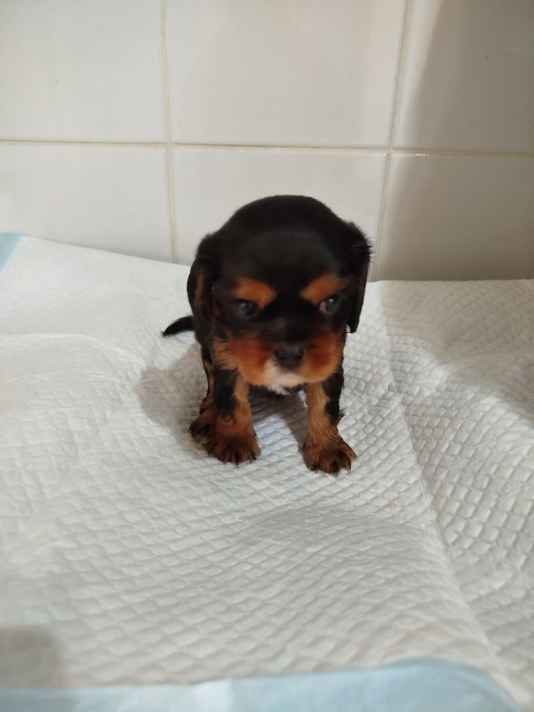 Du Domaine Des Devets - Chiots disponibles - Cavalier King Charles Spaniel