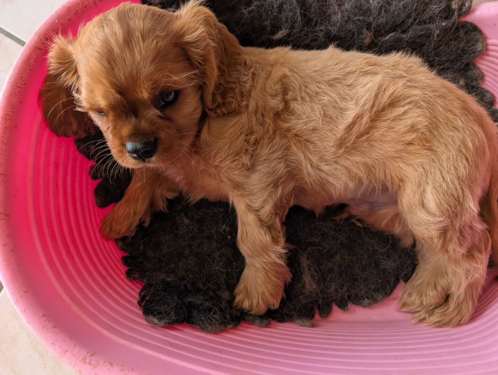 Du Domaine Des Devets - Chiots disponibles - Cavalier King Charles Spaniel