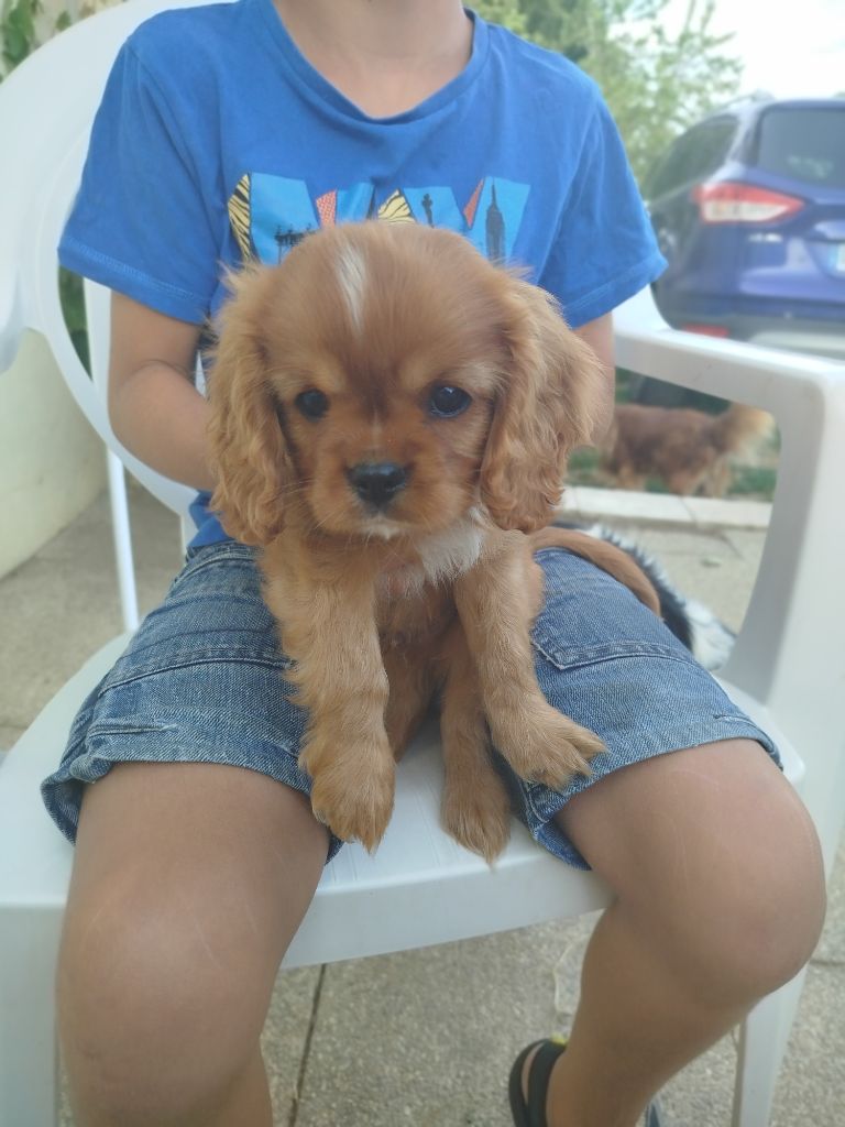 Du Domaine Des Devets - Chiots disponibles - Cavalier King Charles Spaniel